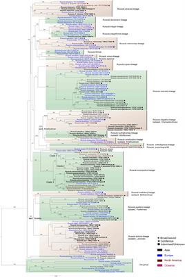 Multi-gene analysis of the Russula crown clade (Russulales, Basidiomycota) revealed six new species and Alboflavinae subsect. nov. from Fagaceae forests in China